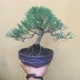 Alesha Ramadhani Bonsai