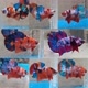 Betta Fish Indonesia