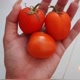 Red Tomatoes