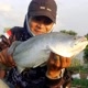 Batur Mancing（TFM）
