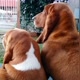 Basset hound D&S