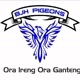 BJH Pigeons