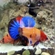 BettaFish19