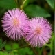 Mimosa pudica