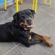 Valente Rottweiler
