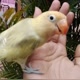 Bocil lovebird