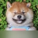 Shiba Inu Planet