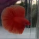 Betta sam BuddyFish