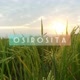 osirosita14