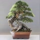 pecinta bonsai situbondo
