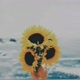 Sunflower02