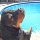 Raika Rottweiler