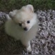 Olaf （Lulu da Pomerania）