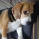 como ter uma beagle