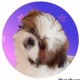 Aurora Shih-Tzu