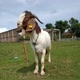 Boer goat Harapan194