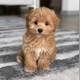 Maltipoo
