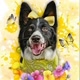 Kurtney Border Collie