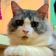 PUTRI CAT GALLERY