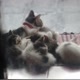 SEVEN CATS