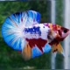 betta_jack