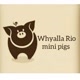 whyalla Rio mini pigs