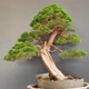 IpêBonsai