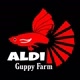 Aldi Guppy Farm