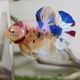 Betta_Series12