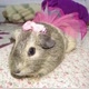 Minnie GuineaPig 🐹