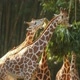 Giraffe Cuannel