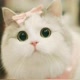 Cute_cat011