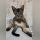 kucing_jalanan88