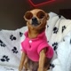 pinscher_lola