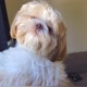 Théo do kawai （ Shih Tzu ）