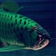 Dielzz Arowana Sumedang.