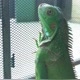 iguana86