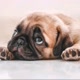 DogPug