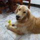 Roxy a Golden Retriever