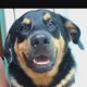 negão rottweiler