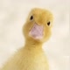 I DUCK YOU