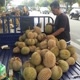 Durian Montong055
