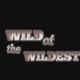 wild of the wildest