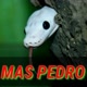mas pedro147