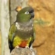 Rparrot09