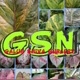 gsnplant