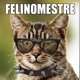 felinomestre