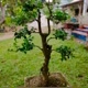 KOLEKSI BONSAI