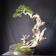 INSPIRASI BONSAI INDO