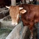 Lembu Lemu Official